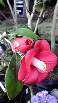 197(W)×350(H) 15.76