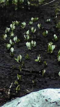 197(W)×350(H) 15.68