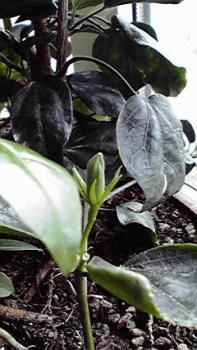 197(W)×350(H) 18.52