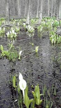 197(W)×350(H) 21.52