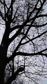 197(W)×350(H) 26.56