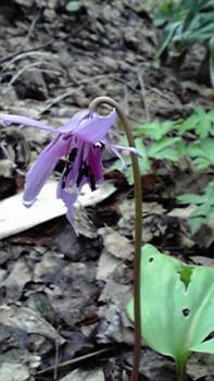 197(W)×350(H) 17.54