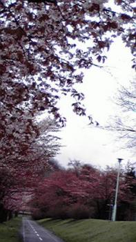 197(W)×350(H) 19.15