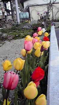 197(W)×350(H) 17.62