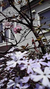 197(W)×350(H) 21.94