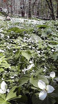 197(W)×350(H) 25.86