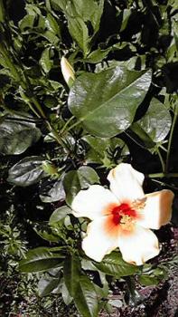 197(W)×350(H) 22.29