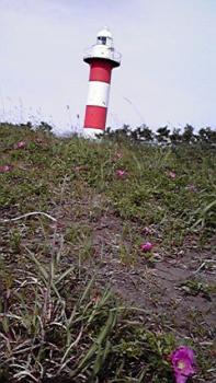 197(W)×350(H) 17.74