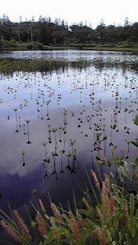 197(W)×350(H) 16.17