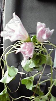 ファイル名: 2010070317030000.jpg
ファイルサイズ: 14.46KB 197(W)×350(H) 14.46