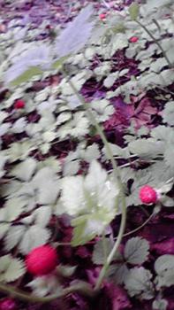 197(W)×350(H) 17.77