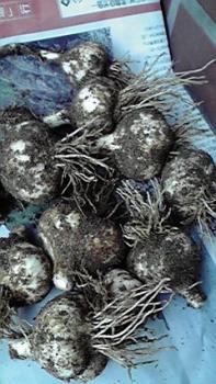 ファイル名: 2010071907340000.jpg
ファイルサイズ: 21KB 197(W)×350(H) 21