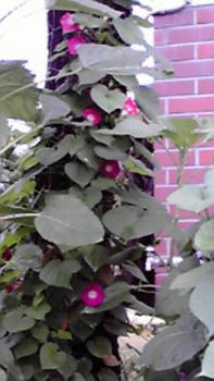 197(W)×350(H) 15.66