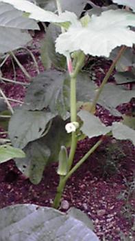 197(W)×350(H) 15.54