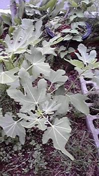 ファイル名: 2010072812530000.jpg
ファイルサイズ: 23.64KB 197(W)×350(H) 23.64