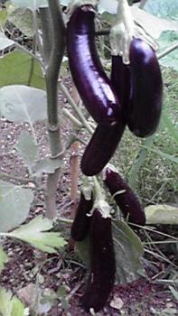 197(W)×350(H) 17.96