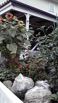 197(W)×350(H) 22.21