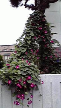 197(W)×350(H) 15.78