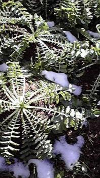 197(W)×350(H) 26.61