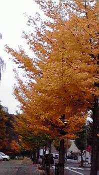 197(W)×350(H) 17.47