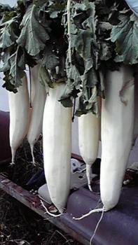 197(W)×350(H) 16.29