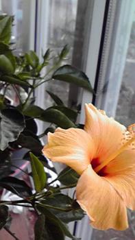 197(W)×350(H) 14.01