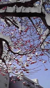 197(W)×350(H) 23.26