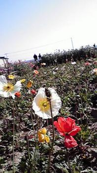 197(W)×350(H) 21.11