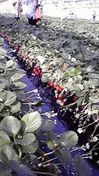 197(W)×350(H) 24.08