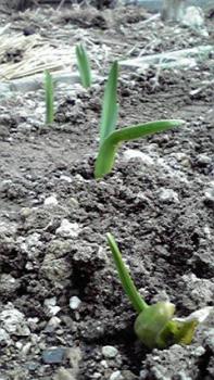 197(W)×350(H) 23.33