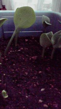 197(W)×350(H) 10.97