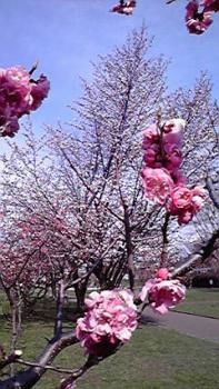 197(W)×350(H) 22.23