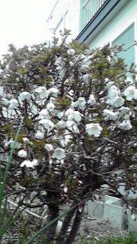 197(W)×350(H) 21.47