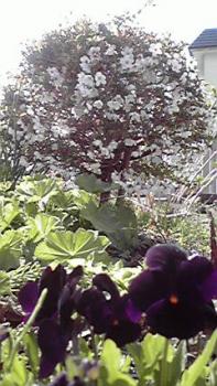 197(W)×350(H) 21.43