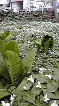 197(W)×350(H) 23.21