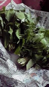 197(W)×350(H) 16.79