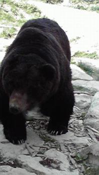 197(W)×350(H) 13.33