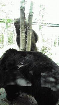 197(W)×350(H) 11.88