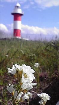 197(W)×350(H) 12.36