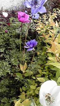 197(W)×350(H) 23.65