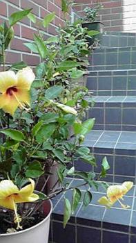 197(W)×350(H) 19.81