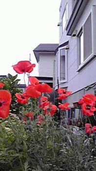 197(W)×350(H) 16.57