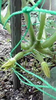 197(W)×350(H) 20.43