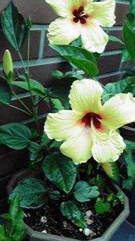 197(W)×350(H) 16.23