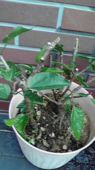 197(W)×350(H) 17.55