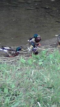 197(W)×350(H) 16.11