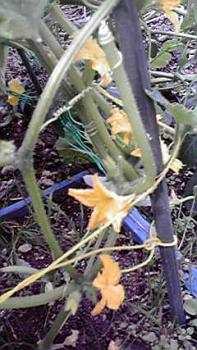 197(W)×350(H) 21.63