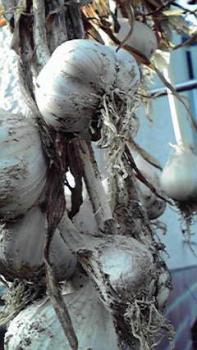 197(W)×350(H) 17.74