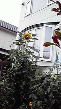 197(W)×350(H) 17.32