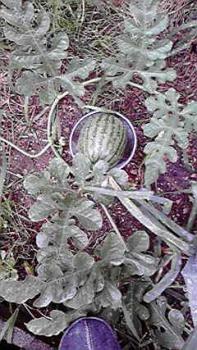 197(W)×350(H) 24.35